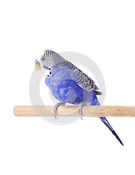 Parrot blue pet. Budgie blue, isolated on white background. Budgerigar in full growth
