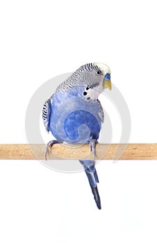 Parrot blue pet. Budgie blue, isolated on white background. Budgerigar in full growth