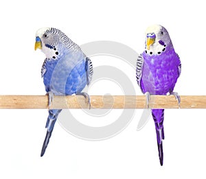 Parrot blue and purple. Budgie blue, isolated on white background. Budgerigar in full growth