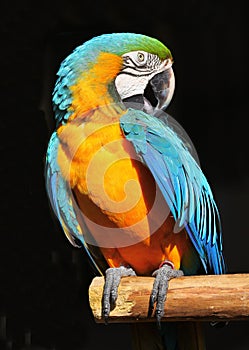 Parrot blue yellow