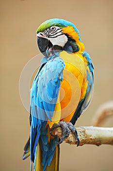 Parrot - Blue Yellow Macaw