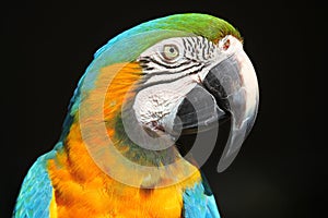 Parrot - Blue Yellow Macaw