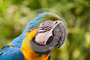 Parrot. Blue-and-yellow macaw (Ara ararauna), also known as the blue-and-gold macaw. Wild life animal.