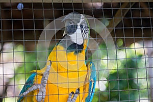 Parrot ,Blue yellow macaw captive behind fence