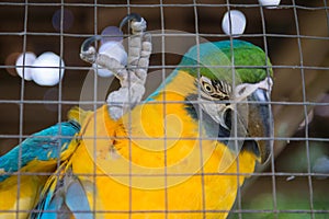 Parrot ,Blue yellow macaw captive behind fence