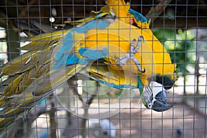 Parrot ,Blue yellow macaw captive behind fence