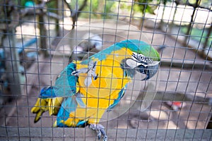 Parrot ,Blue yellow macaw captive behind fence