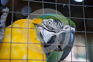 Parrot ,Blue yellow macaw captive behind fence