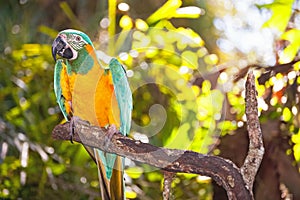 Parrot On Branch