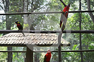 PARROT ON A BRANCH