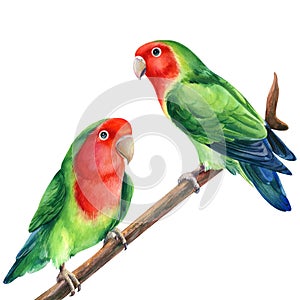 Parrot on a branch. Lovebirds watercolor tropical birds illustration, hand drawing painting