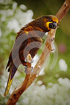 Parrot Brown Lory, Chalcopsitta duivenbodei, West Papua, Indonesia