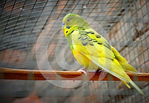 Parrot Budgerigar Australian parakeet