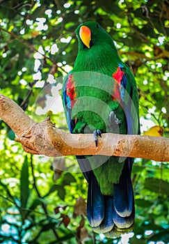 A Parrot in Butterfly Gardens photo