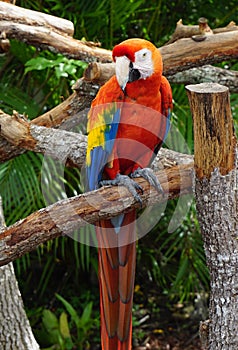 Parrot at the Butterfly World, Florida