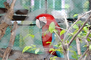 parrot in cage