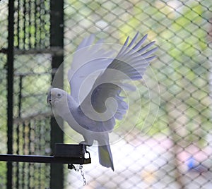 Parrot in cage