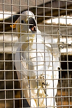 Parrot in cage