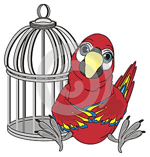 Parrot and cage