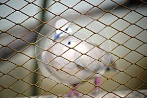 PARROT IN A CAGE