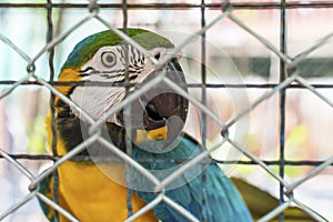 Parrot in cage