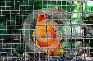 Parrot in the cage animal feed