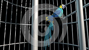 Parrot Cage Bird Flies Alpha Matte 3D Rendering Animation