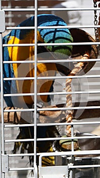 Parrot in a cage in Cyprus