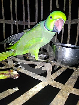 The parrot in the cage in navkarhi madhubani bihar india