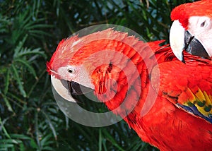 Parrot in cancun