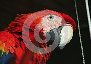 Parrot in cancun