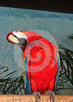 Parrot in cancun