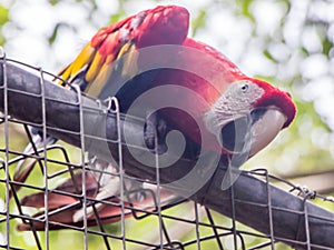 Parrot in central America yelling