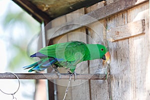 Parrot with chain bind photo