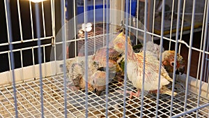 Parrot chicks in cages on pet market. From above birds being kept in small cage on Chatuchak Market in Bangkok, Thailand