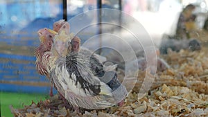 Parrot chicks in cages on pet market. From above birds being kept in small cage on Chatuchak Market in Bangkok, Thailand