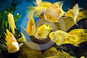 Parrot Cichlid fish in aquarium