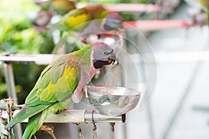 A parrot clawing a bowl