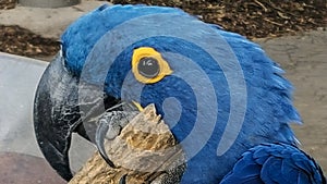 Parrot Close-Up in Living Color