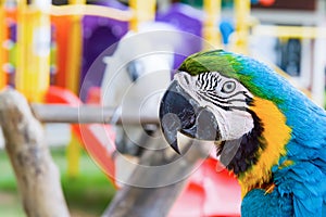 Parrot closeup portrait on parrots court