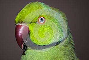 Indian Ringneck Parrot
