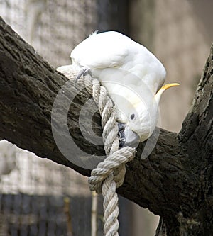 Parrot cockatoo bird pappus beak claws