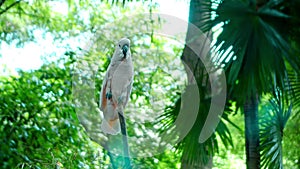 Parrot Cockatoos with white feathers in the usual habitat with green grass and sprawl