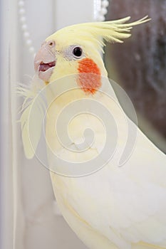 Parrot corella with feather in neb. Bird moult concept. photo