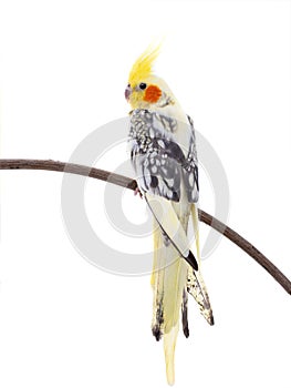 Parrot corella isolated