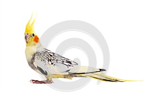 Parrot corella isolated