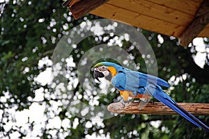 Parrot of Costa Rica