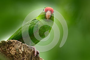 Parrot from Costa Rica. Parakket in habitat. Crimson-fronted Parakeet, Aratinga funschi, portrait of light green parrot with red h photo