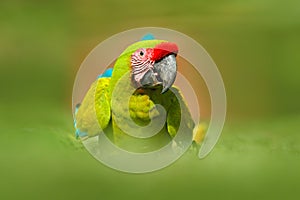 Parrot from Costa Rica. Wild parrot bird, green parrot Great-green Macaw, Ara ambigua. Wild rare bird in the nature habitat. Green