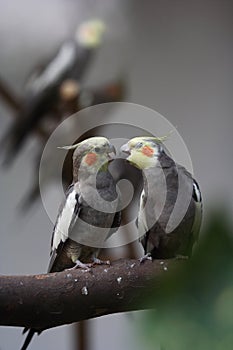 Parrot Couple